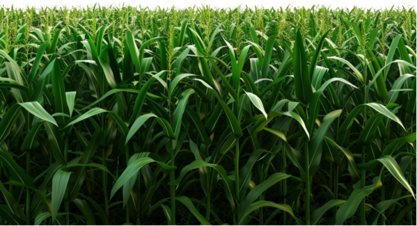 Corn Field